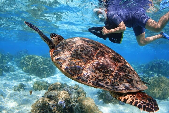 שנורקלינג עם סקוטר ים גט "מאוראה ריף אדVENTURE"