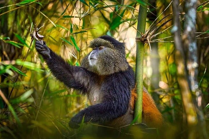 כרטיס יום למעקב אחרי קופים זהובים