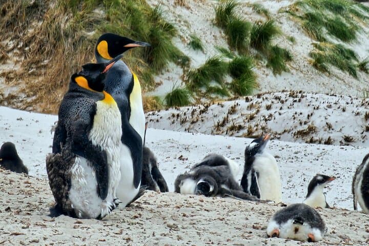 Falkland Penguin Tour Bertha Beach, Yorke Bay Gentoos