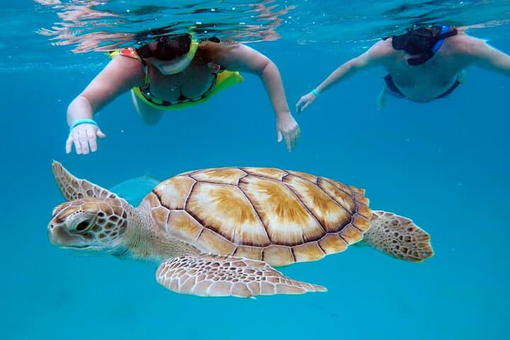 Che’s snorkel cruise! turtles & shipwrecks (semi private)