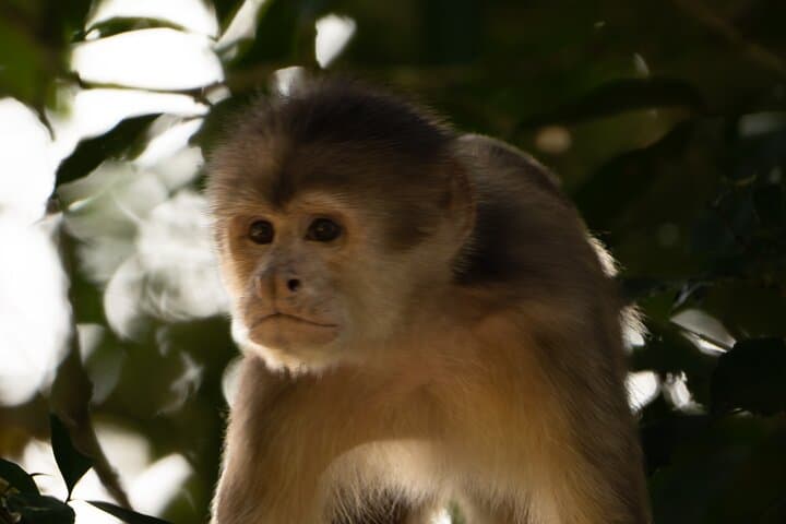 Ecuador Amazon & Andes – Nature, Culture, and Wildlife in 4 Days