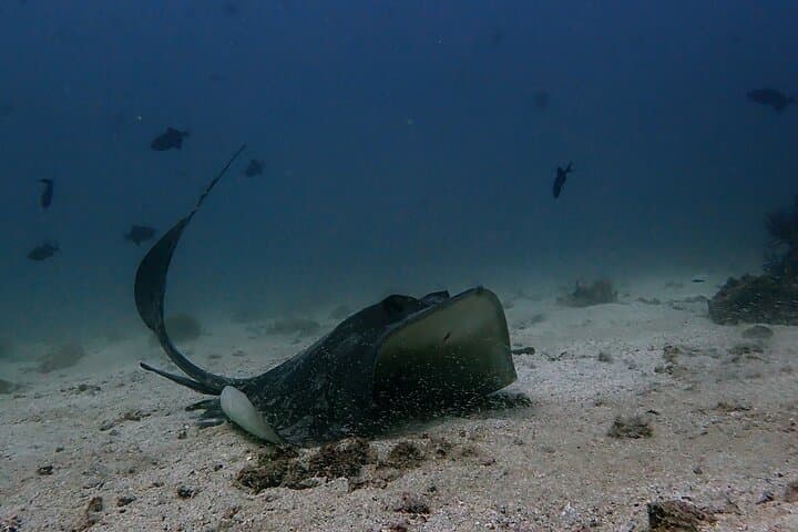 2 Dives in Oman, Dibba Musandam for certified divers