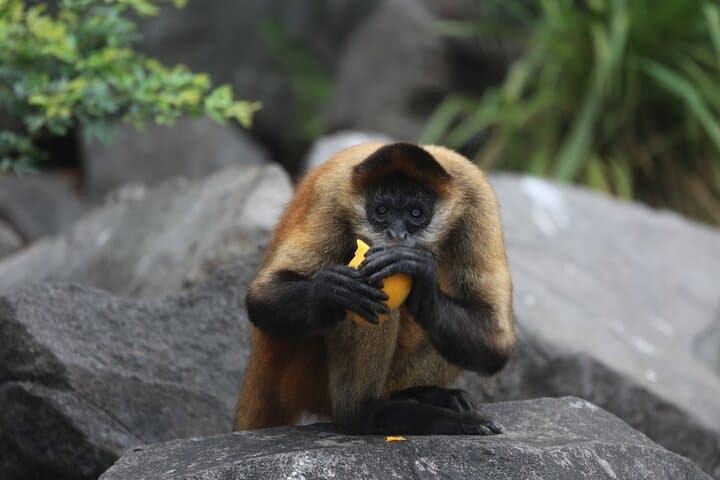 סיור בסירות באיי גרנדה (הטוב ביותר בעיר)