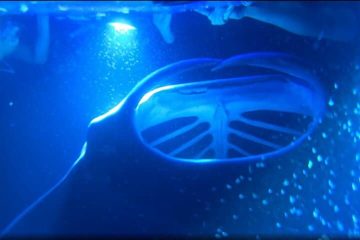 KONA Manta Ray Night Snorkel - FREE re-ride if no Sightings