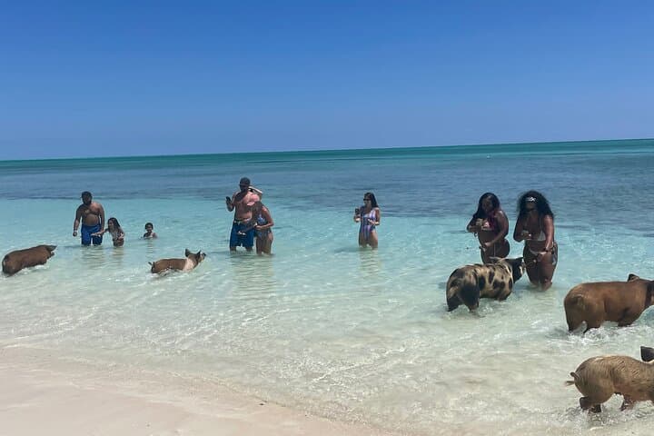 Swim with the Pigs Freeport @Creative Eco Adventures