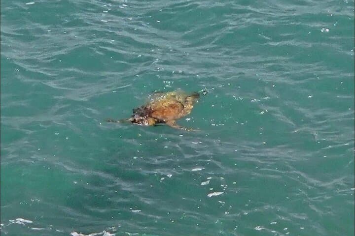 בואה ויסטה 4x4: כרישים, צבים, מערות, סנדבורד וסיור טעימות