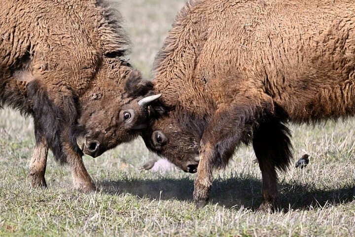 פארק יילואסטון - סיור יום מלא בלופ התחתון מWest Yellowstone
