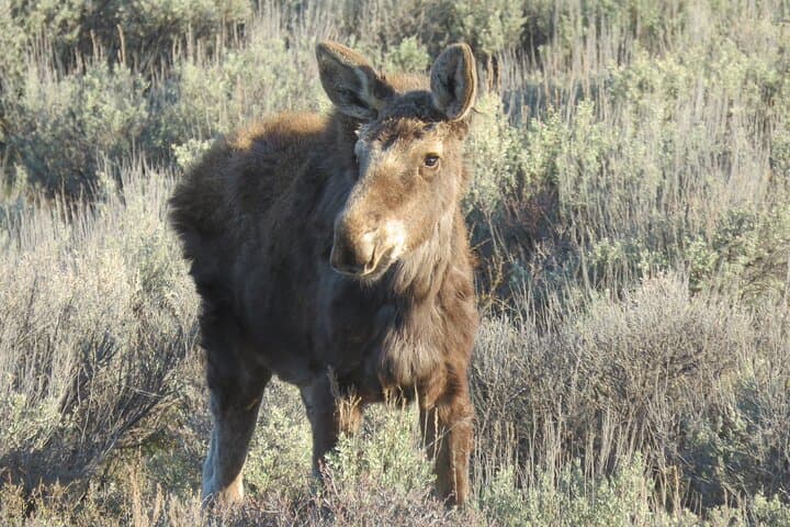 פארק לאומי גרנד טיטון - סיור זריחה מג'קסון הול