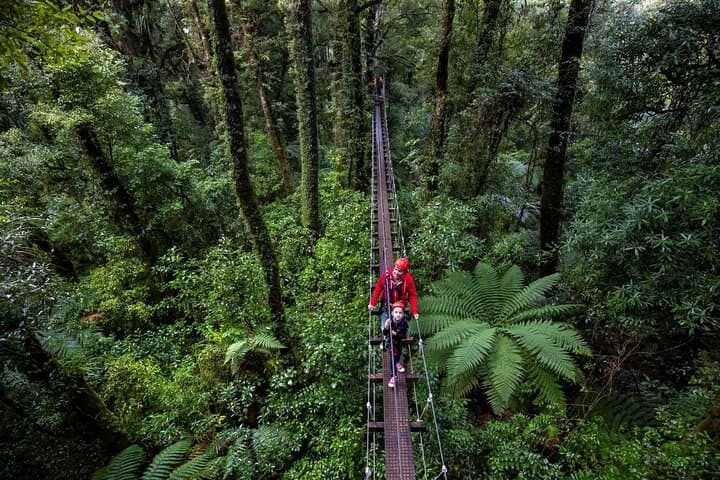 Rotorua Canopy Tours: 2.5Hour Native Forest Zipline Adventure