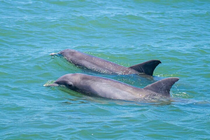 הרפתקת דולפינים וחיות בר של סנט אוגוסטין