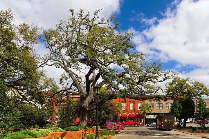 כרטיס Ferry הלוך ושוב מהילטון הדד לסוונו