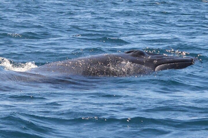 Sesimbra: Arrábida Dolphin and Whale Watching tour with biologist