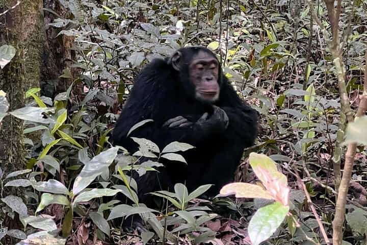 5- Day Uganda Gorillas, Chimpanzees And Queen Elizabeth NP