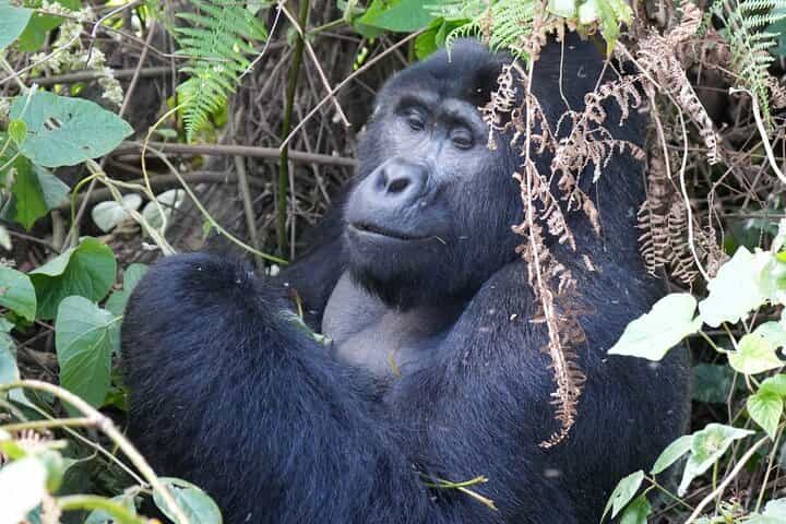 5- Day Uganda Gorillas, Chimpanzees And Queen Elizabeth NP