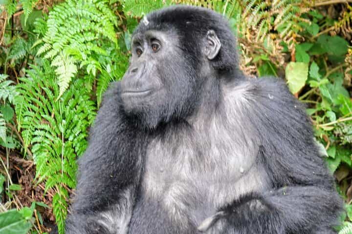 5- Day Uganda Gorillas, Chimpanzees And Queen Elizabeth NP
