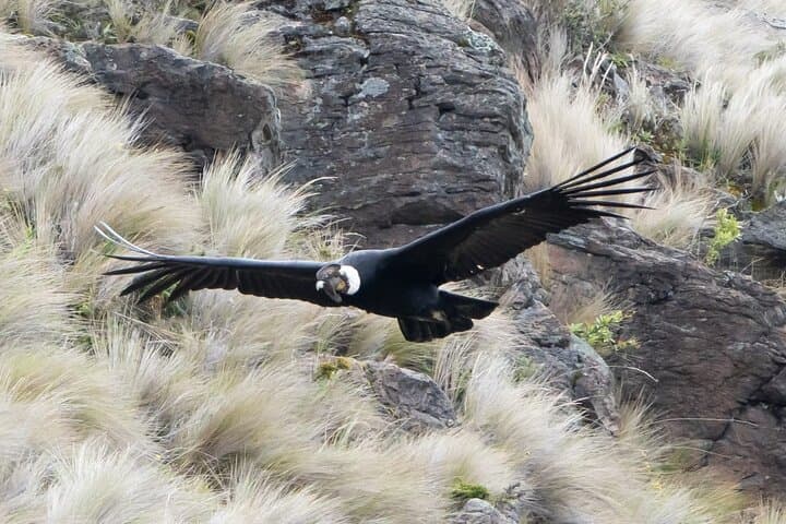 Antisana Condor Sanctuary & Hummingbird Observatory day trip