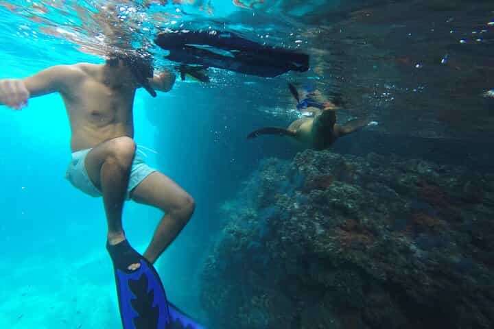 Full-Day Tour Nature Experience at Isla Espiritu Santo! Sea Lions