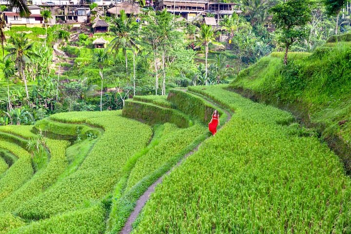 Discover The Best of Ubud: All-Inclusive and Private Guided Tour