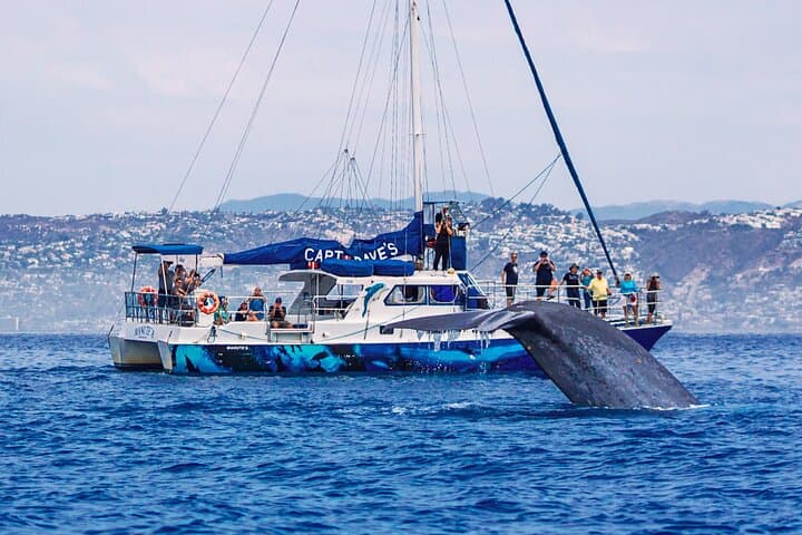 Dana Point Dolphin and Whale Watching with Underwater Viewing