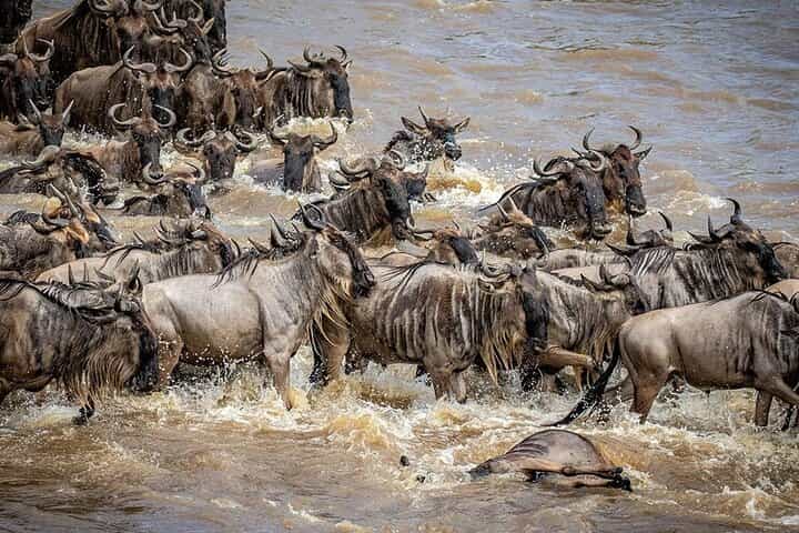 6 Days Migration Safari in Northern Circuit