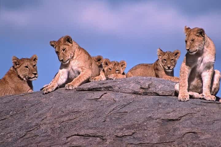 6 Days Migration Safari in Northern Circuit