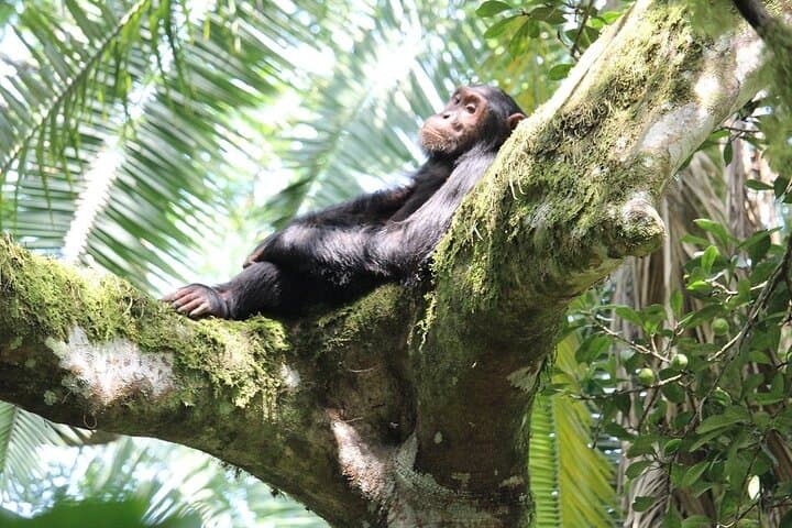 8-Day Uganda Vacation Including Chimps and Gorilla Trekking