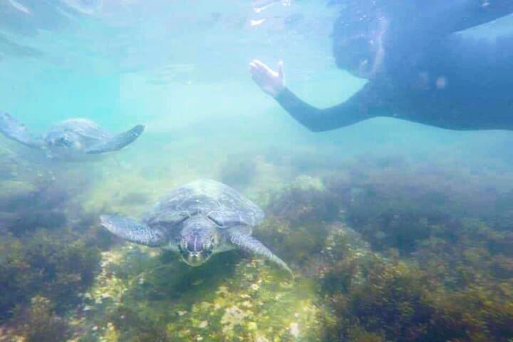 Guided Dive Snorkel c/ Photos in Turtle Paradise
