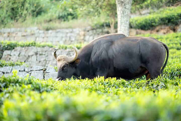 Coimbatore to Ooty Day Trip - Explore A Perfect Hill Station