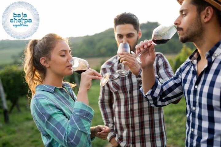 Private Luxury Premium Wineries Tour Valle de Guadalupe