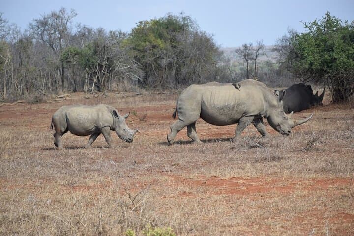 Full Day Hluhluwe Game Reserve Safari from Durban