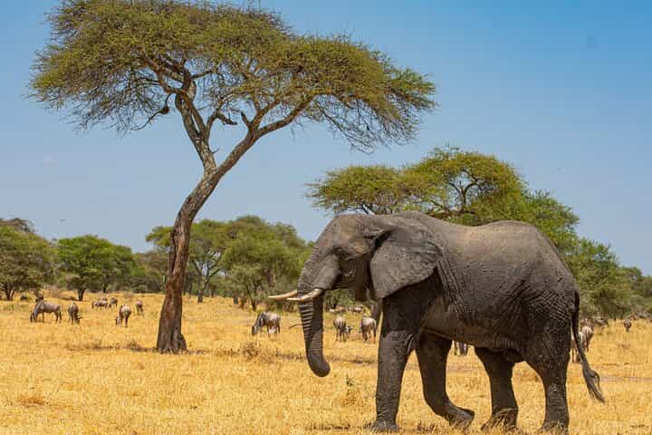 2 Days Tanzania Safari - Explore Tarangire & Ngorongoro Crater