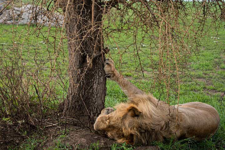 2 Days Tanzania Safari - Explore Tarangire & Ngorongoro Crater