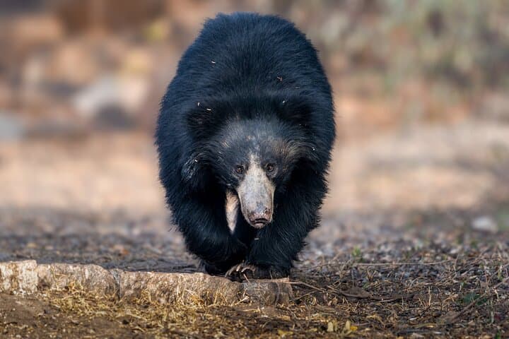 Wilpattu National Park Full Day Safari (Private & All-Inclusive)