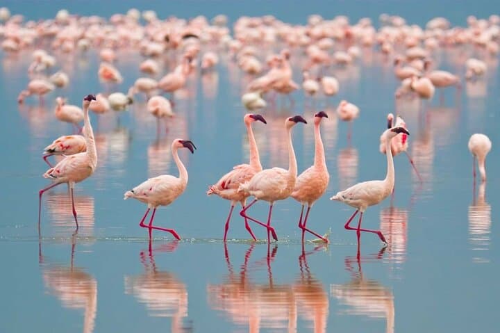 Half Day Tour To Lake Nakuru National Park Private From Nakuru
