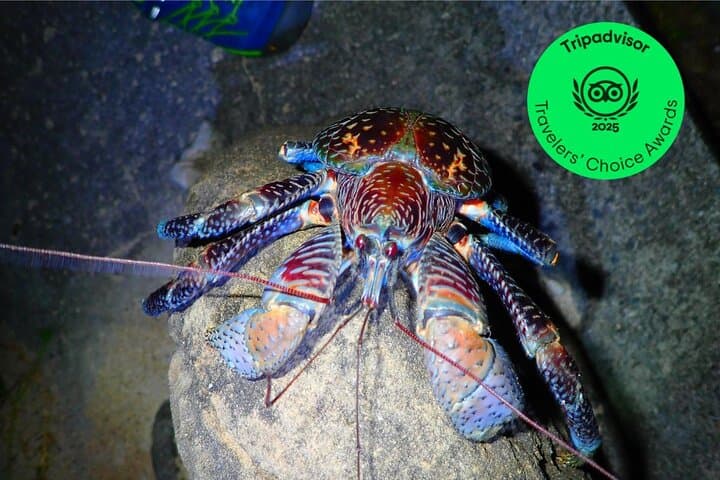 טיול הרפתקאות לילי באוקינאווה אי איריומוטה