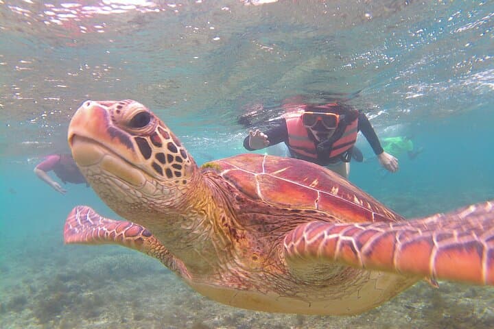 Apo Island and Dumaguete Countryside Tour