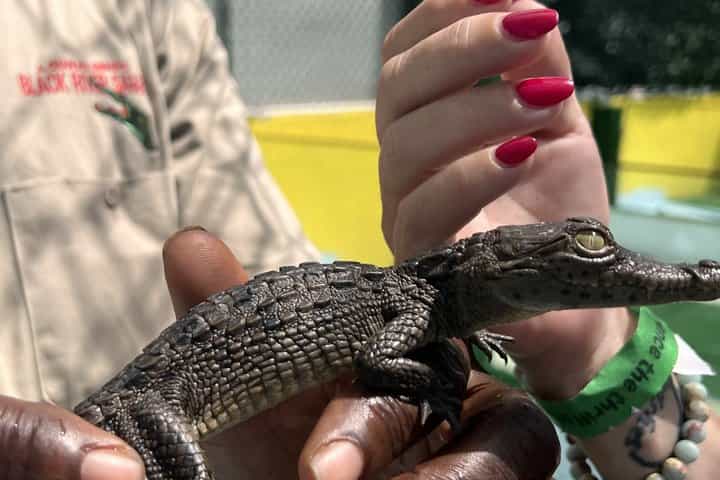 Private Appleton Estate Rum Tour & Black River Safari –Experience