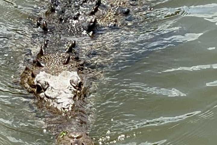 Private Appleton Estate Rum Tour & Black River Safari –Experience