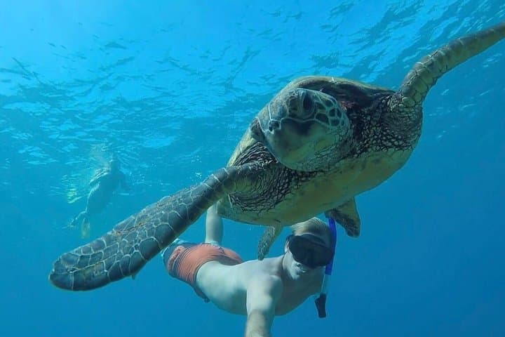 Snorkel with Turtles for Beginners, Free Videos West Palm Beach