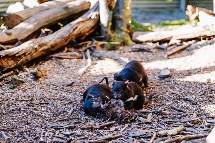 סיור האכלה של שד טזמני אחרי חושך בהר קרדל